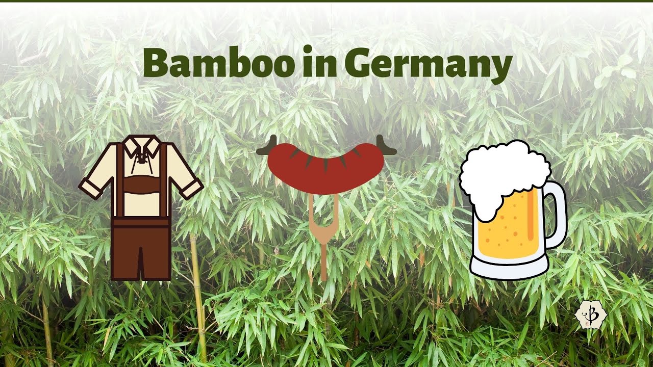 'Video thumbnail for Bamboo in Germany'