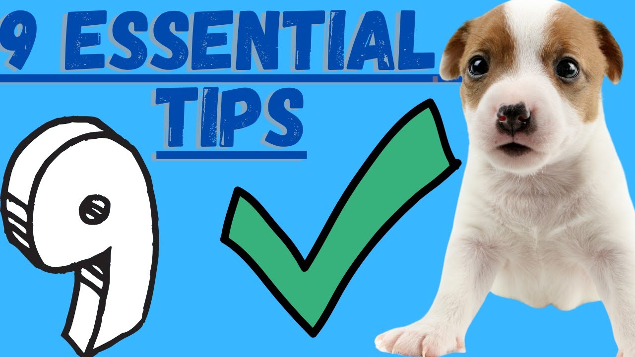 Video thumbnail for Jack Russell Terrier Puppies (9 Critical Tips To Implement With Jack Russell Terrier Puppies)