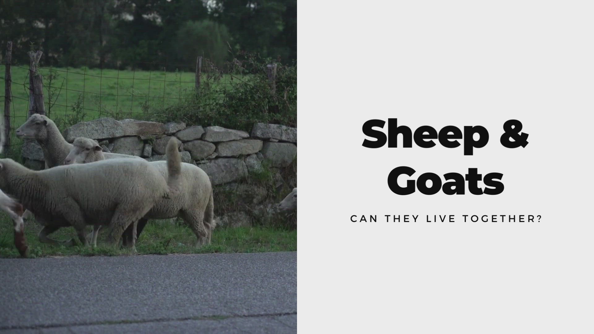 Video thumbnail for Can Goats and Sheep Live together
