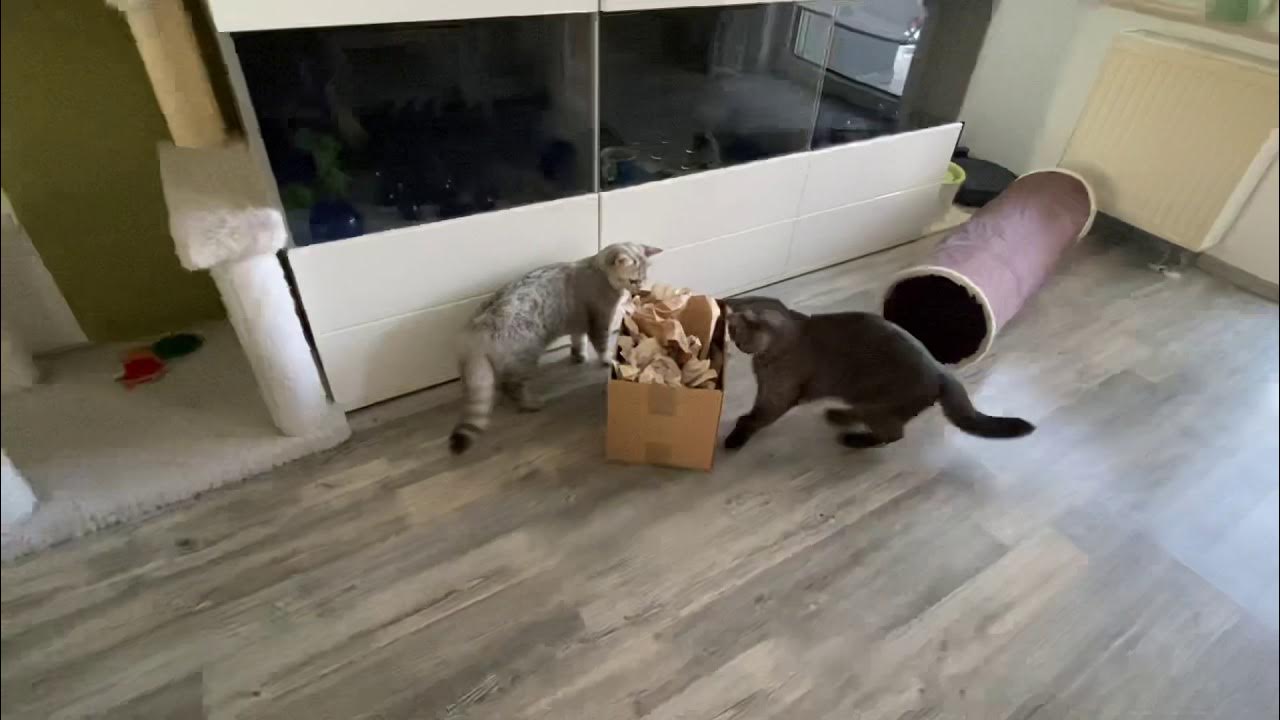 Video thumbnail for Katzen und Kisten