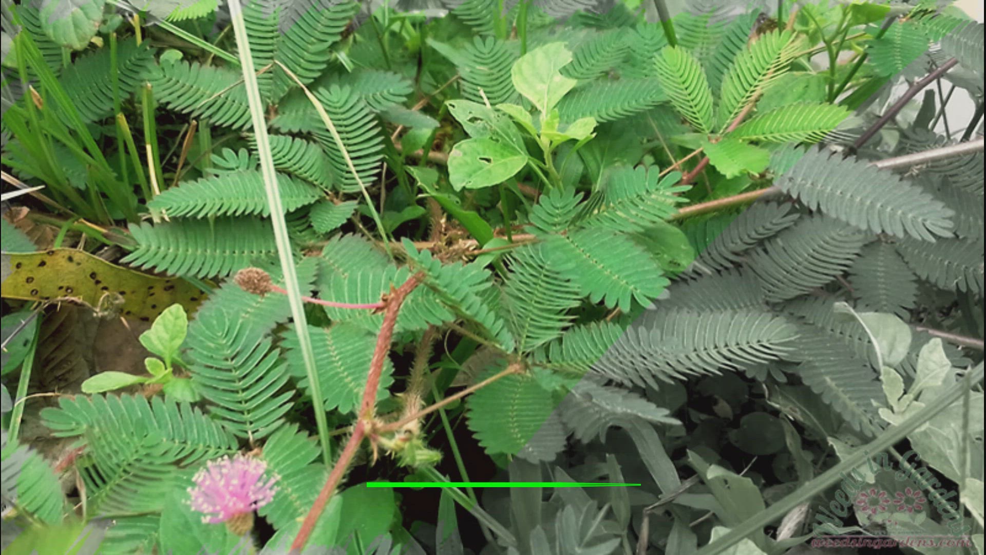 Video thumbnail for Seismonastic movement of touch me not plant leaves