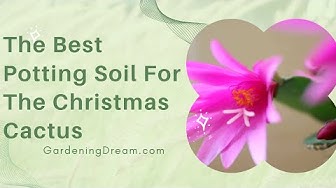 Video thumbnail for The Best Potting Soil For The Christmas Cactus