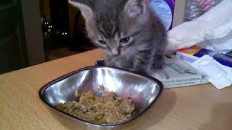 Video thumbnail for My cats watching the adorable new kitten - funny eyes