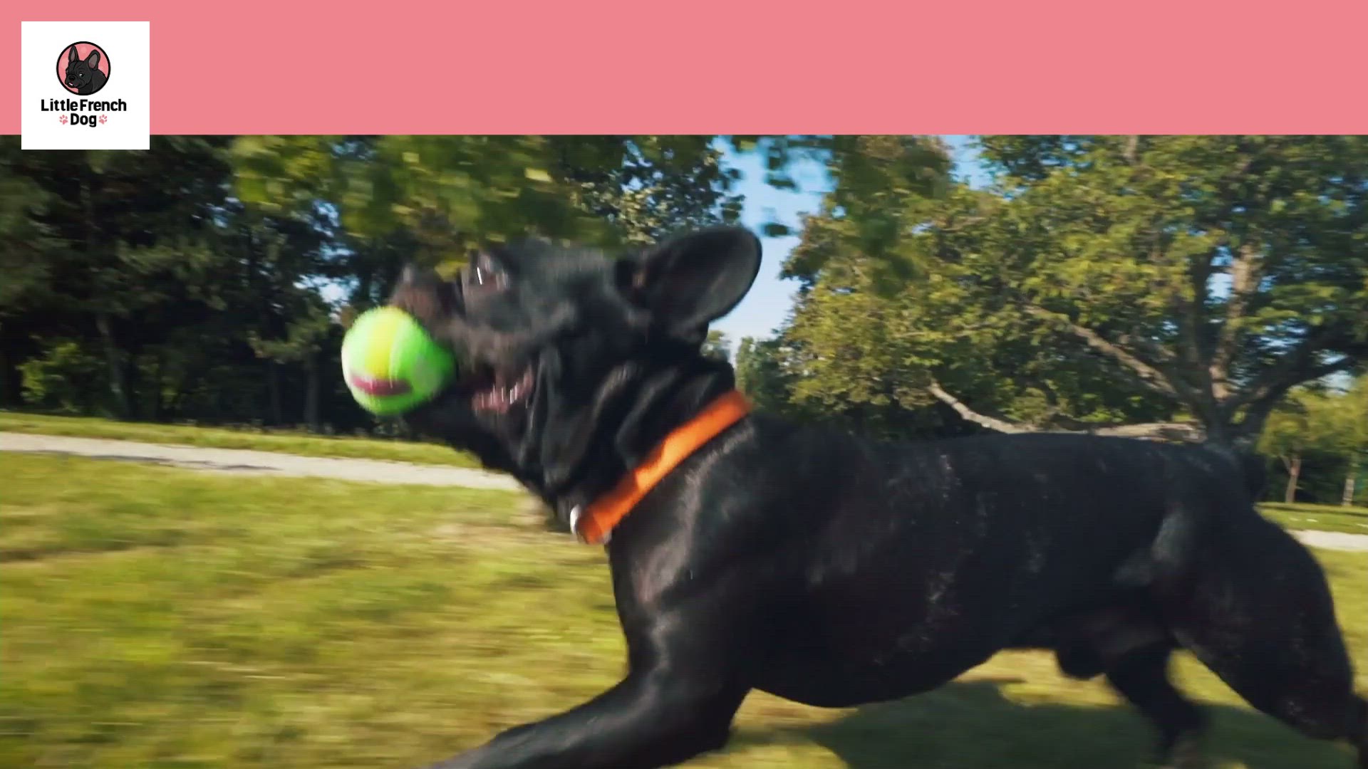 Video thumbnail for How Much Do French Bulldogs Weigh? Includes Chart!