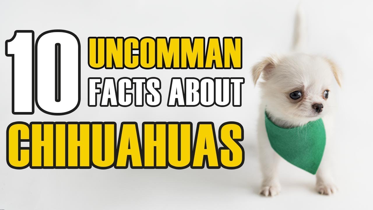 'Video thumbnail for 10 Unbelievable Facts About Chihuahua Dogs'