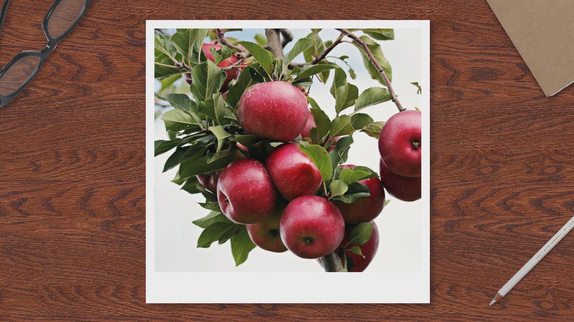 'Video thumbnail for Why you should eat the apple core'