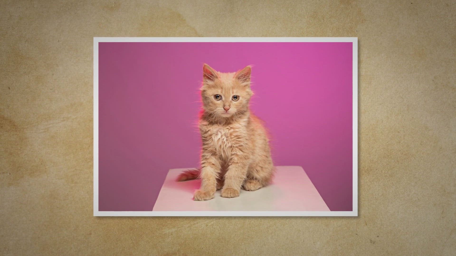 Video thumbnail for Can Cats Cry?