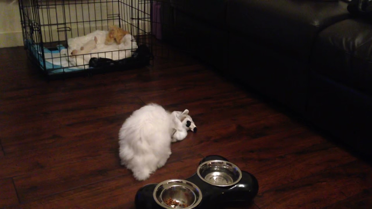 Video thumbnail for Django as a 12 week old Maltese pup learning to play with his toys