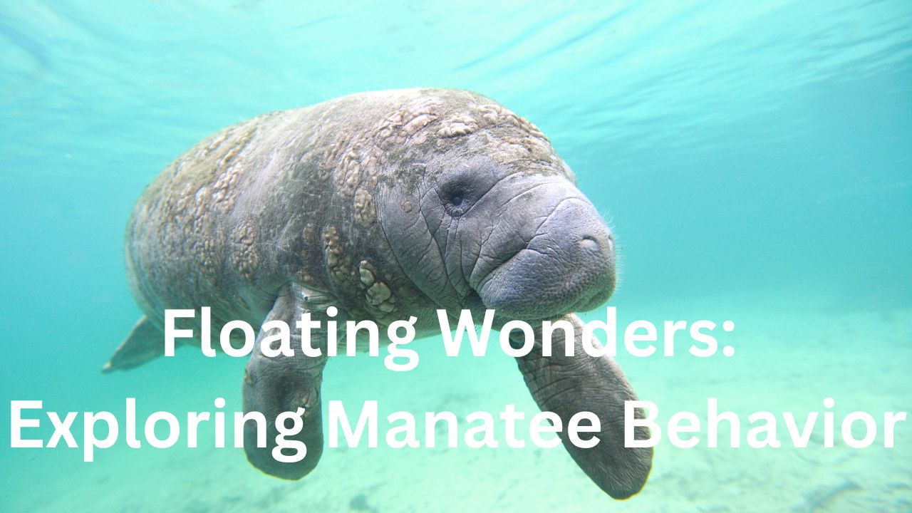 'Video thumbnail for Floating Wonders Exploring Manatee Behavior'
