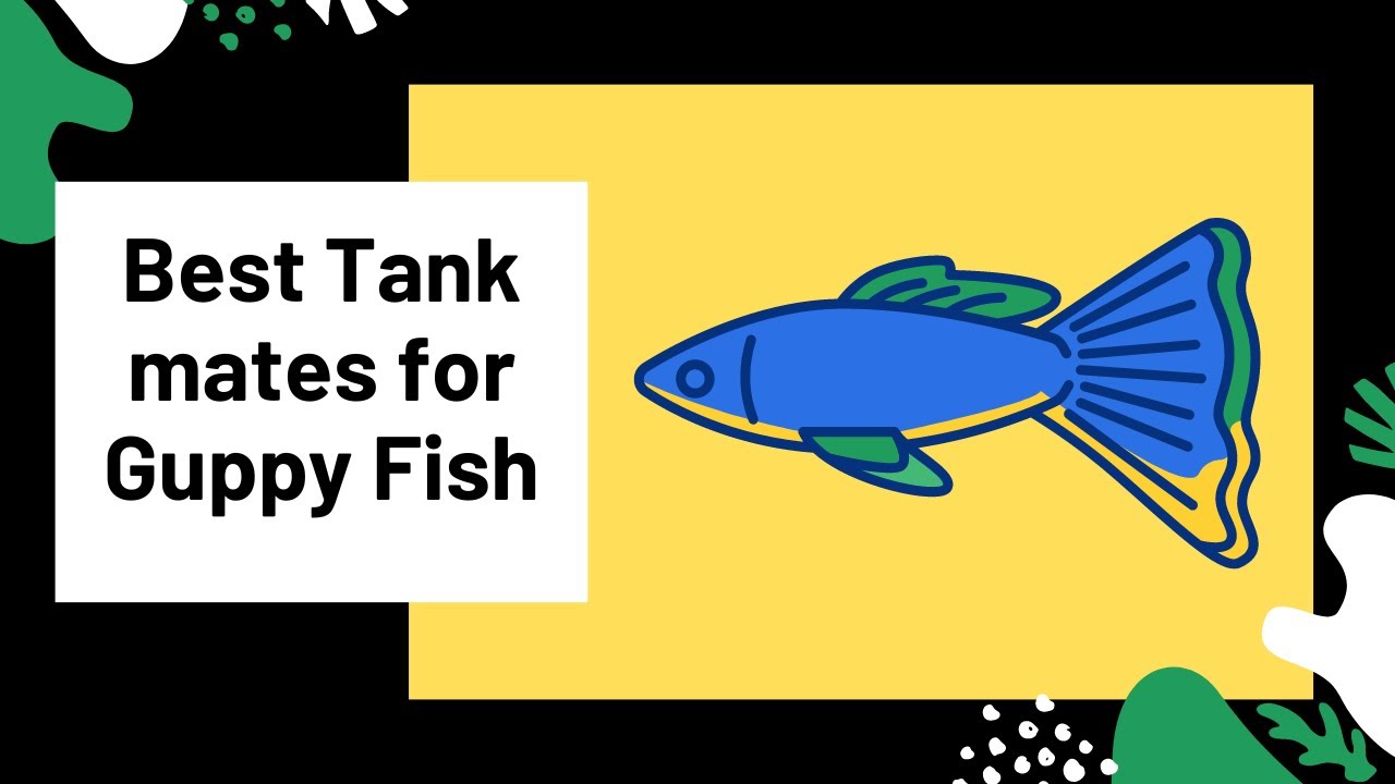 Video thumbnail for 5 Amazing Tank mates for Guppy fish 🐠
