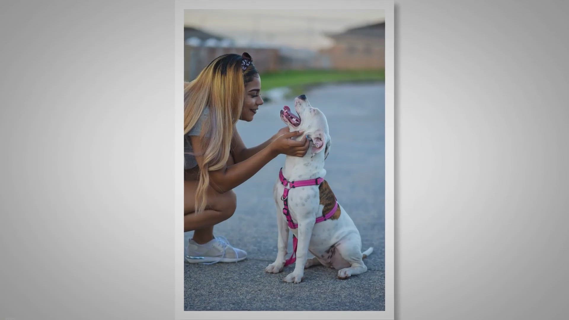 Video thumbnail for American Bulldog Cropped Ears