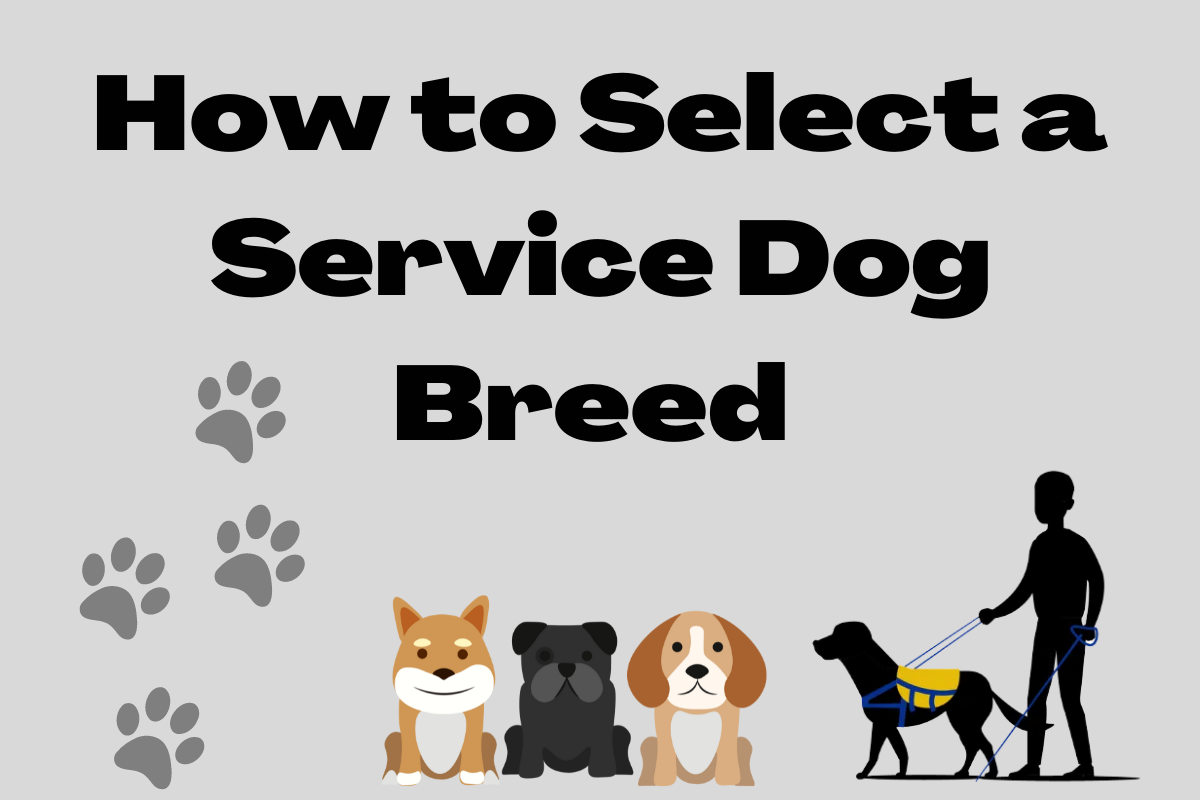 Video thumbnail for Selecting a Service Dog Breed