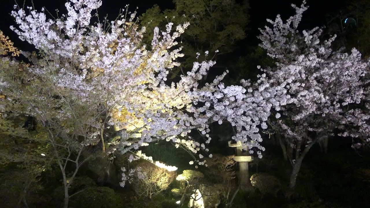 Video thumbnail for 清水寺の夜間ライトアップいけば、それは最高のデート【オンライン京都旅行】2021年4月2日