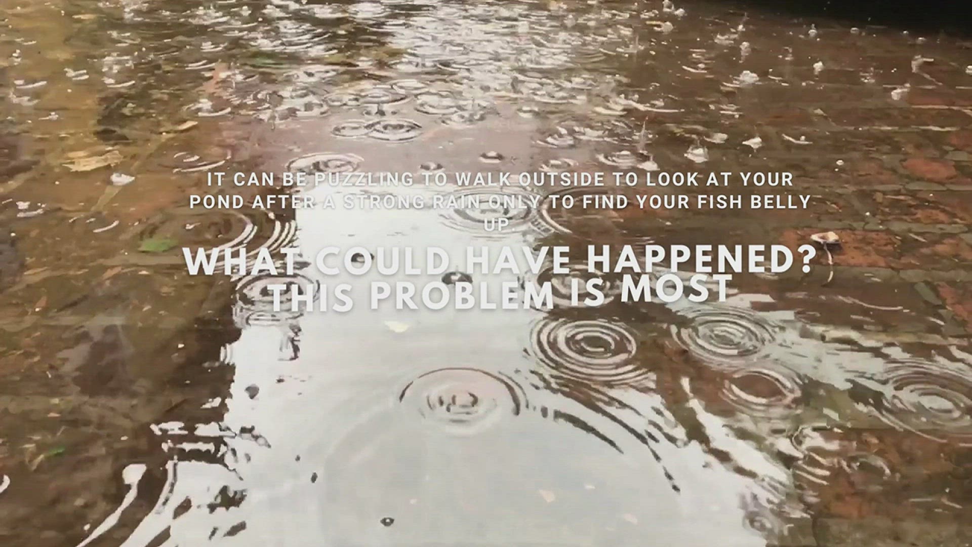 'Video thumbnail for Dead Fish in Pond After Rain? Here's Why'