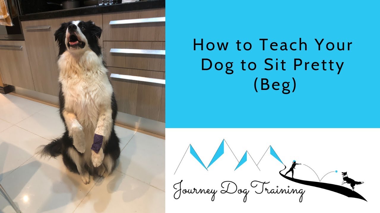 'Video thumbnail for How to Teach Your Dog to Sit Pretty (Beg)'
