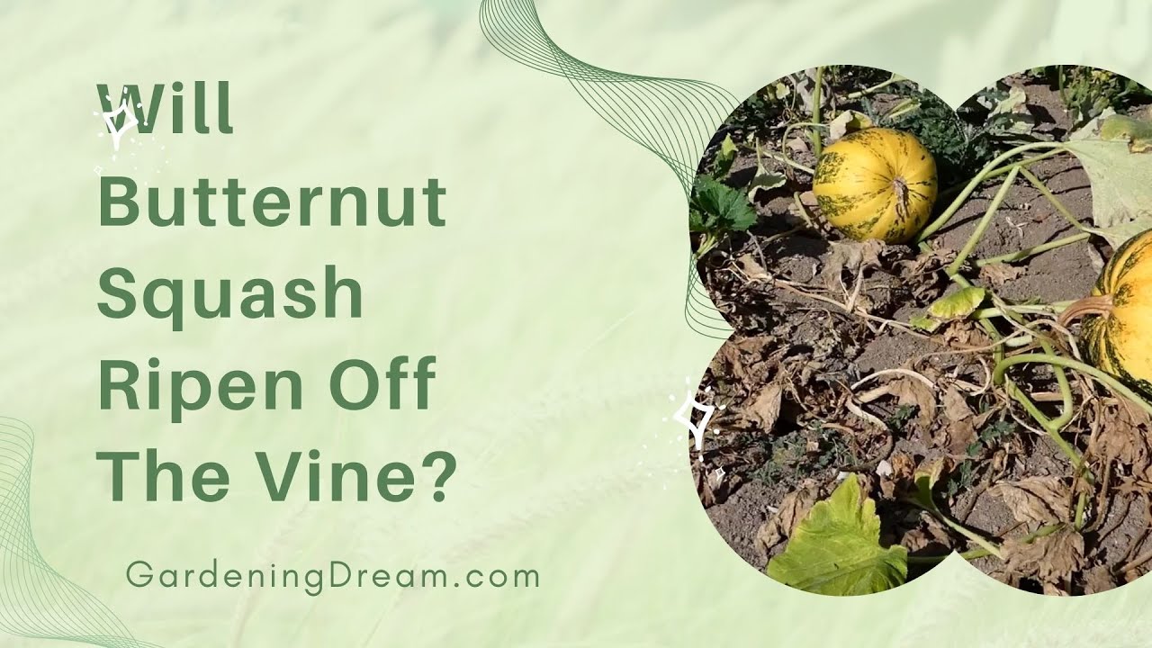 Video thumbnail for Will Butternut Squash Ripen Off The Vine
