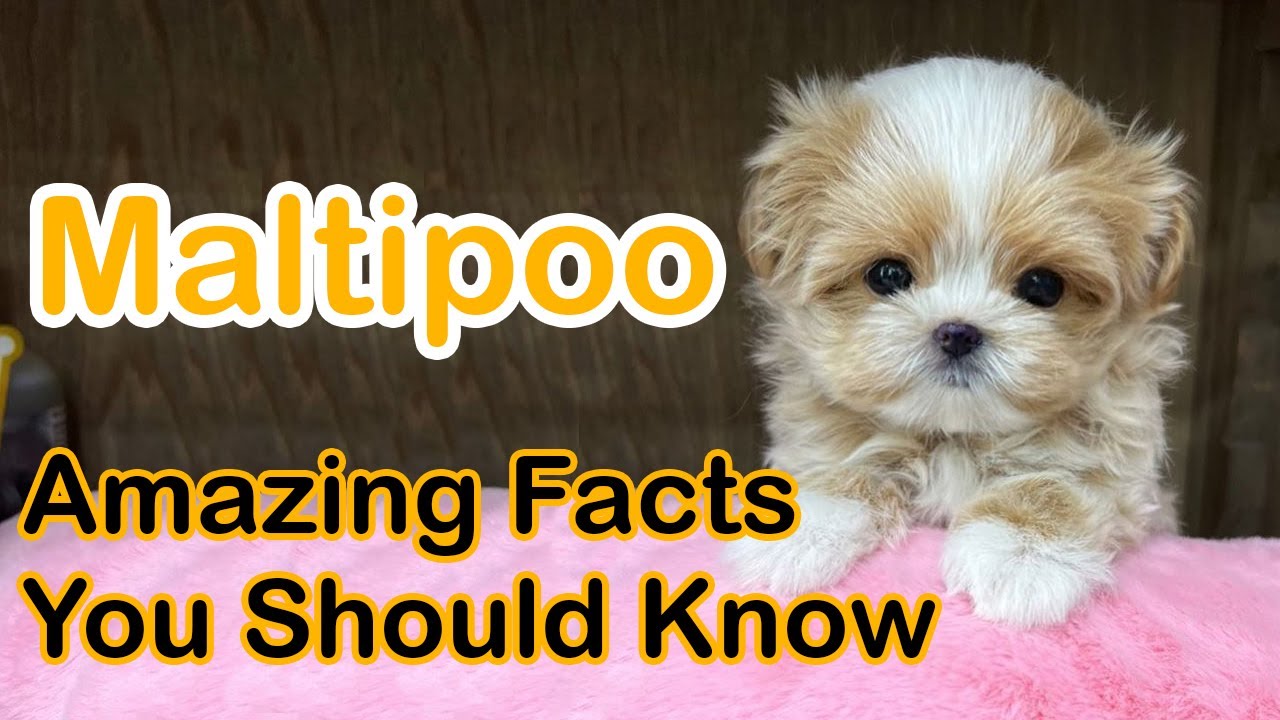 'Video thumbnail for Maltipoo Dog | 12 Amazing Facts You Should Know'
