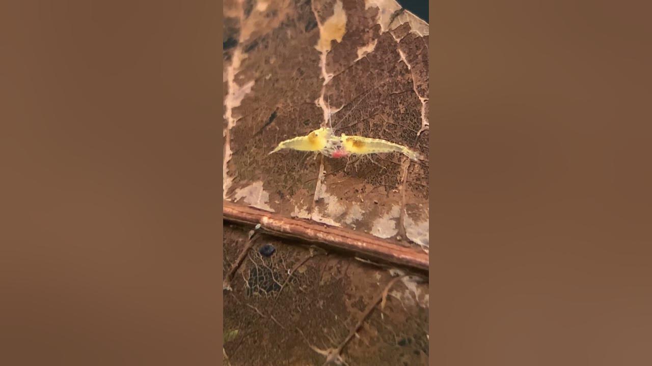 Video thumbnail for 2 Neocaridina Shrimp Battle for the Blooworm! There can be only 1 winner