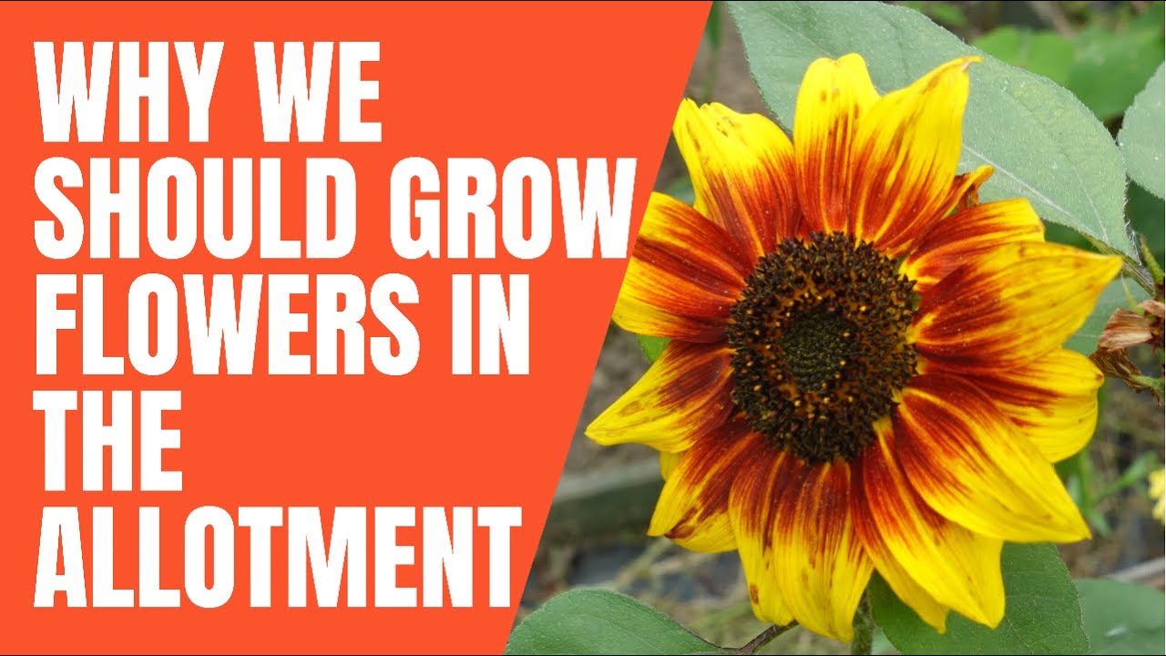 Video thumbnail for 🎥 ✅ Why You Should Grow Flowers on Your Allotment 🌸🌿 | Boost Pollinators, Beauty & Harvests