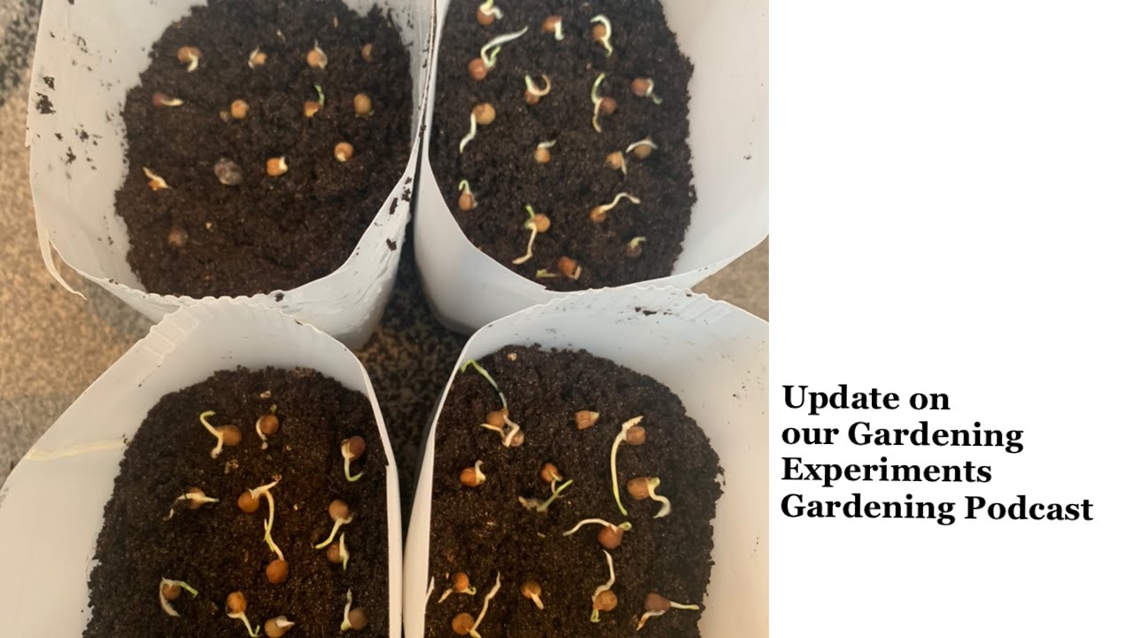 Video thumbnail for 🎥 ✅ Shocking Gardening Experiment Results 🌱🔥 | Must-Know Insights & Tips to Boost Your Garden – Podcast 🎙️✨