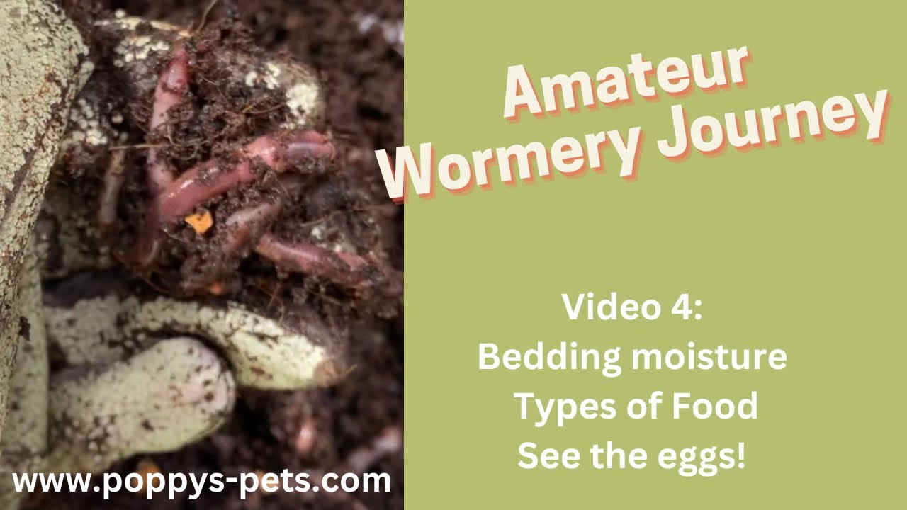 'Video thumbnail for Video 4: General Wormery Update PLUS Get an Exclusive Sneak Peek of Baby Eggs!'
