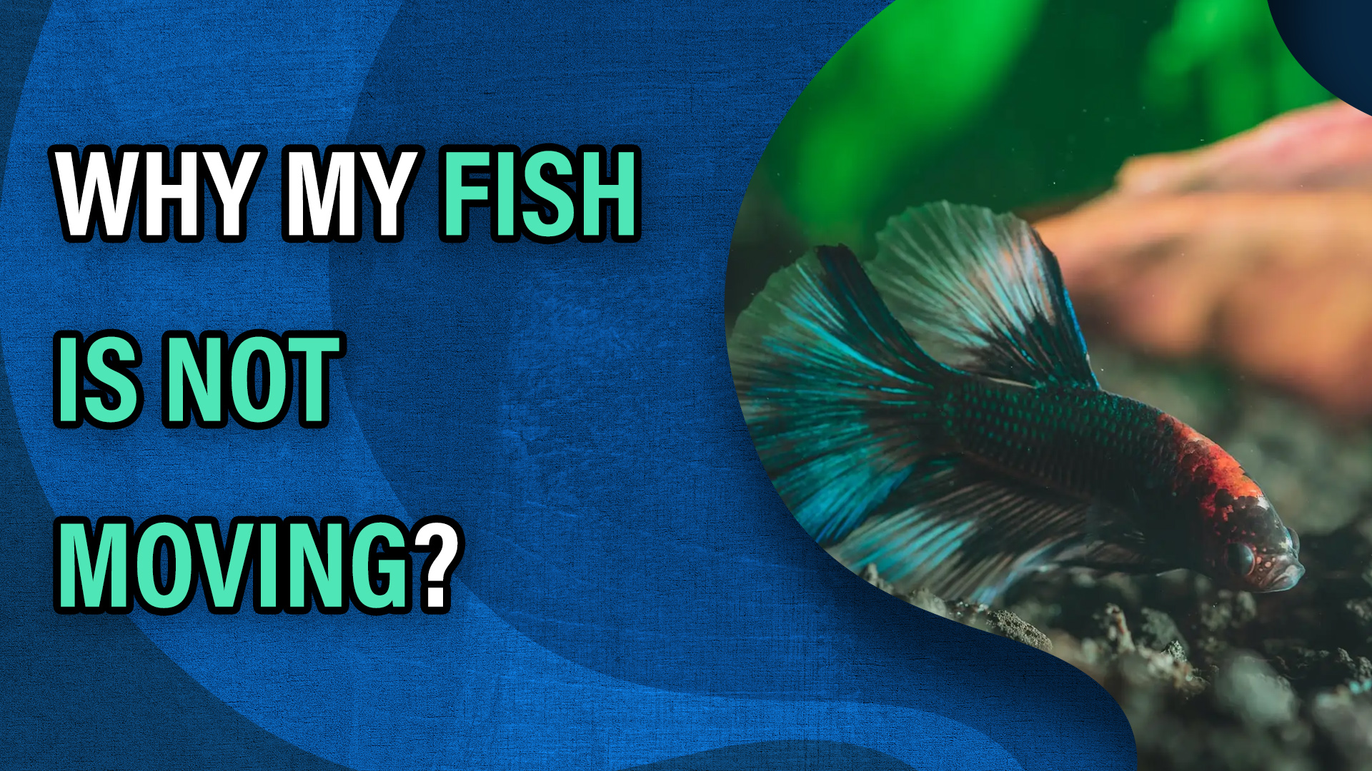 Video thumbnail for Why My Fish Is Not Moving? What Can I Do?