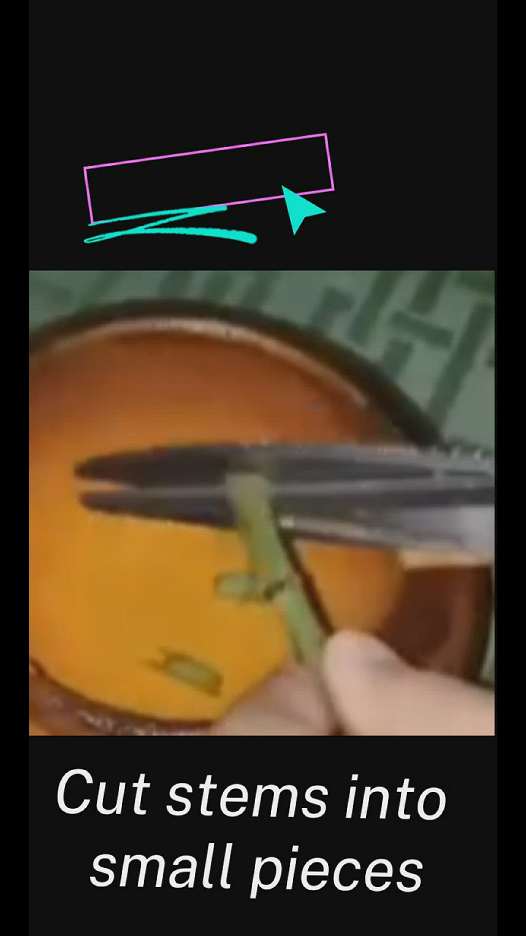 Video thumbnail for How to make oregano oil ?