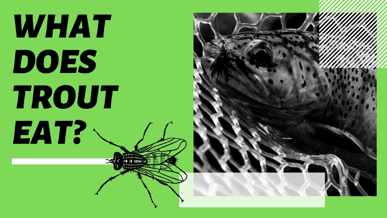 'Video thumbnail for What does trout eat? BEST Fly (Trout) Fishing Tips to catch more fish'