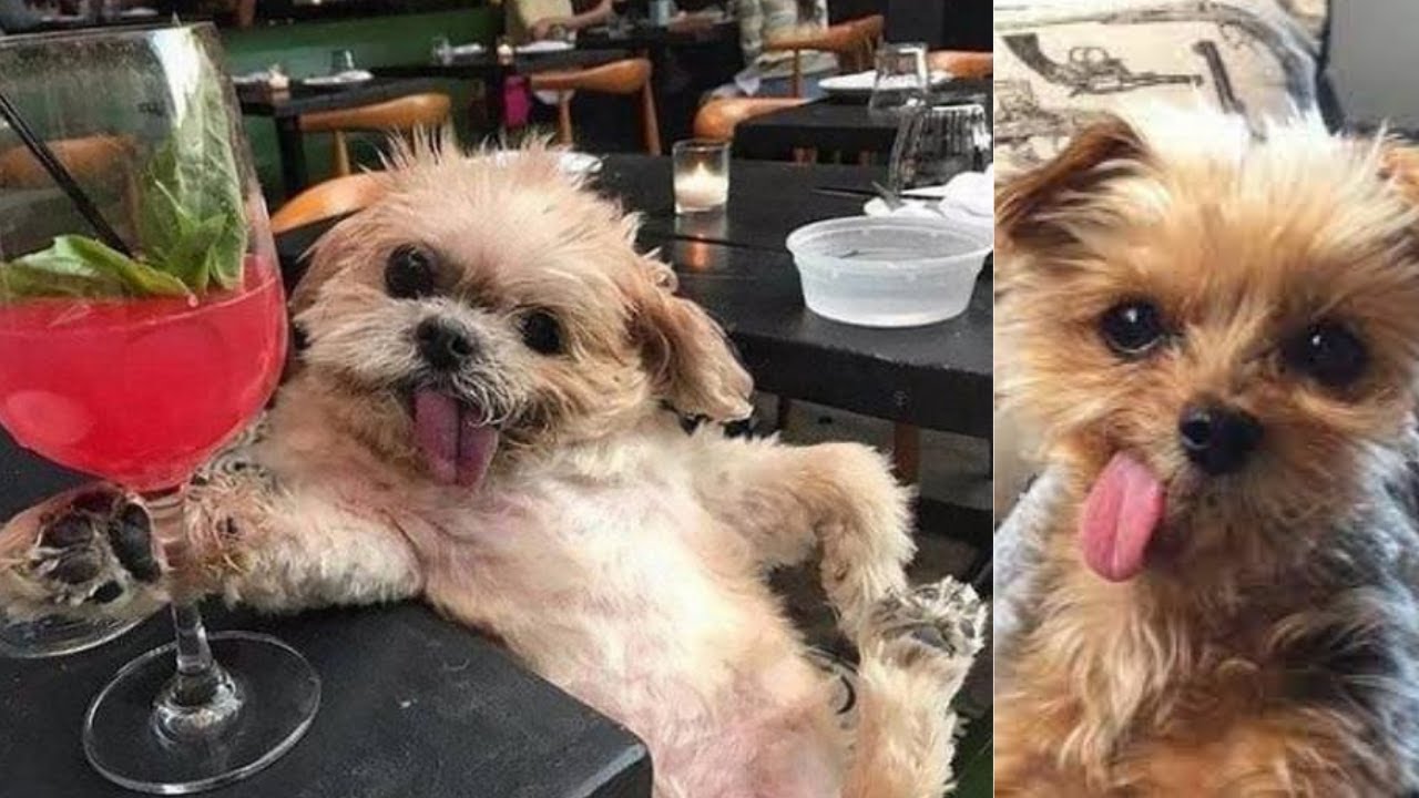 'Video thumbnail for Catch these Amusing and Adorable Dogs | Cute Dog Videos | Dogsforest.com'