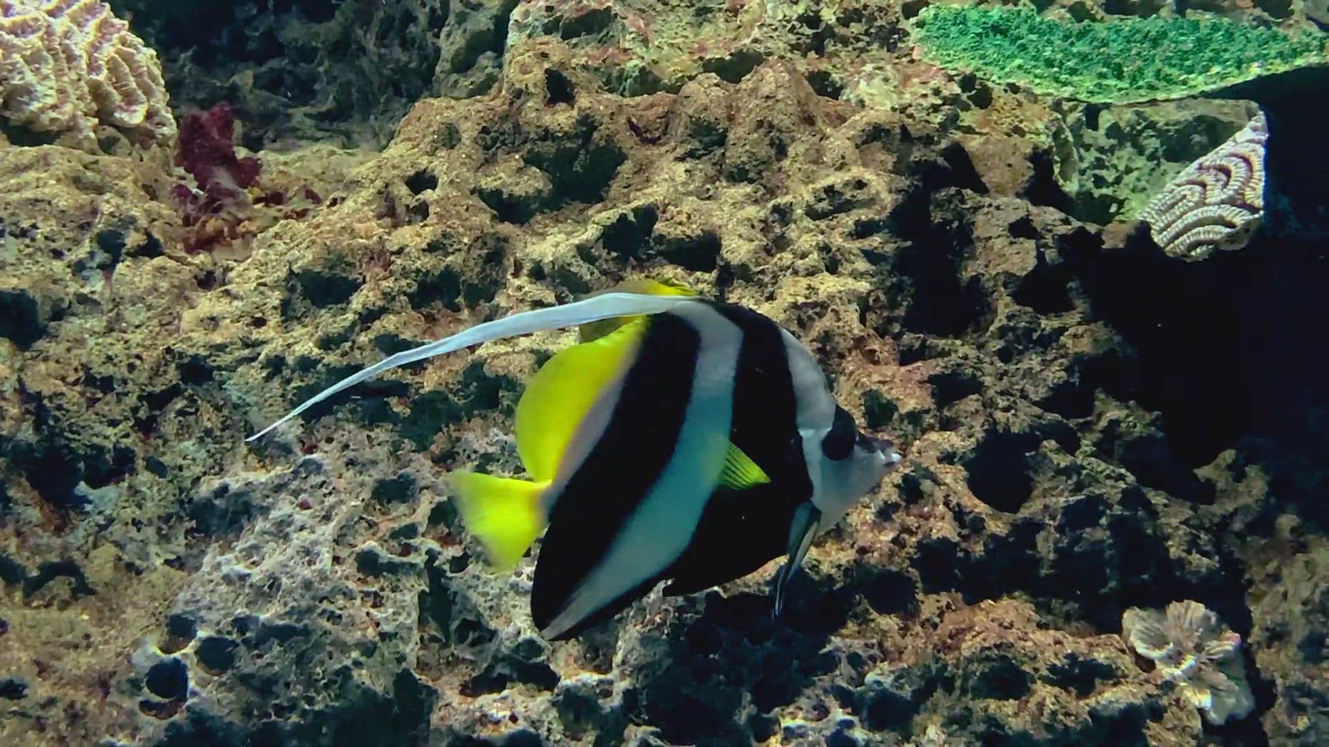 'Video thumbnail for Pennant coralfish'