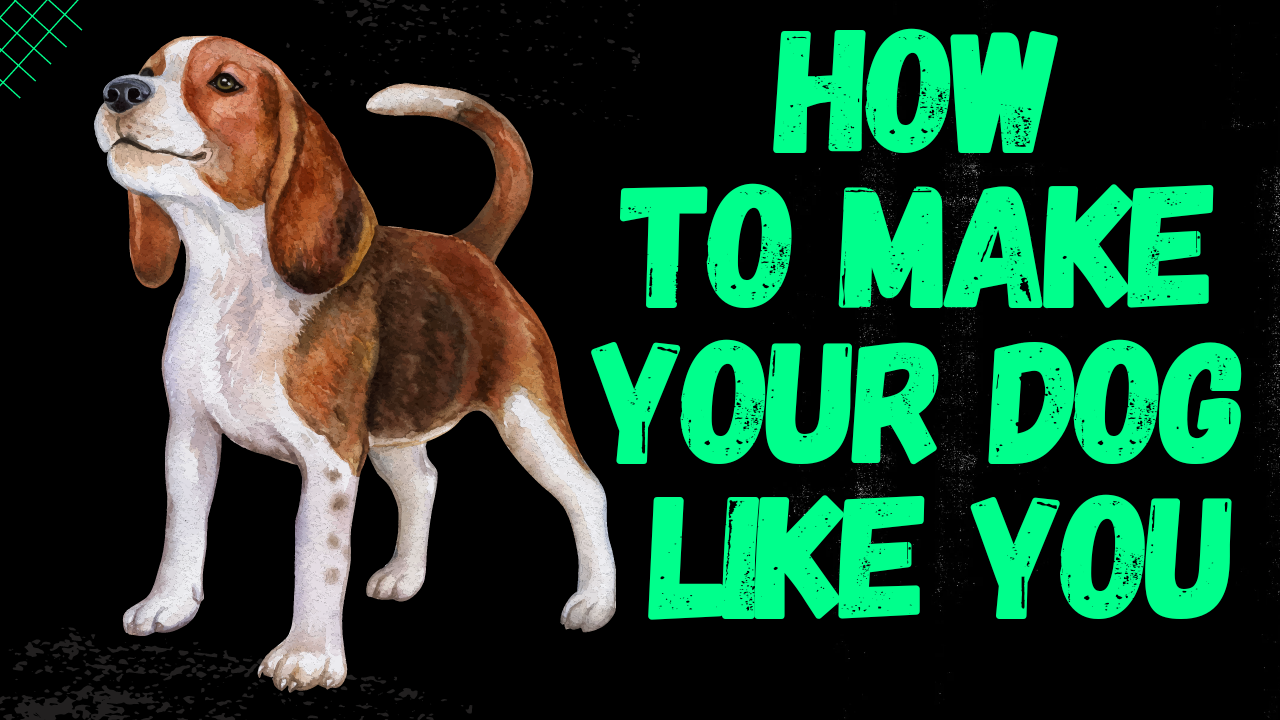 Video thumbnail for How To Make Your Dog Like You [smallanimaladvice.com]