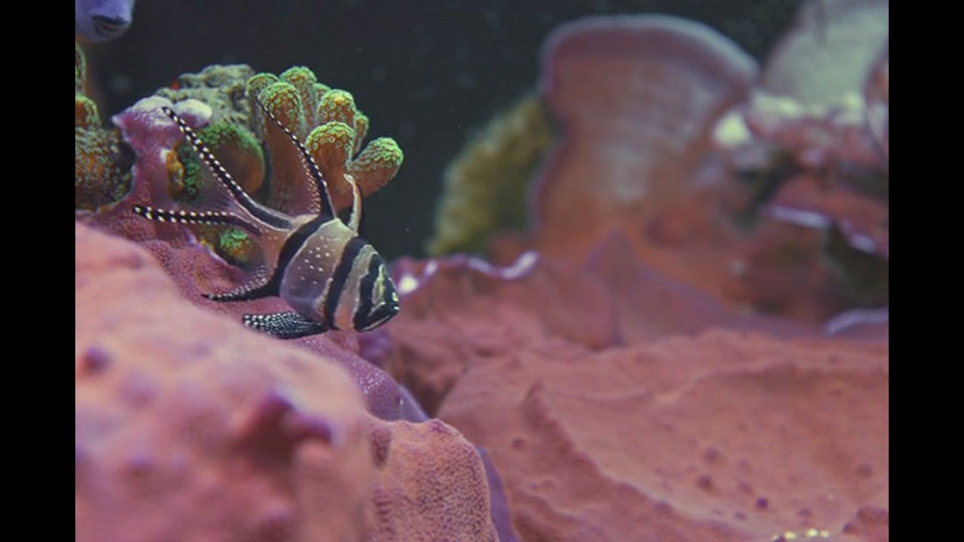 Video thumbnail for Banggai cardinalfish video