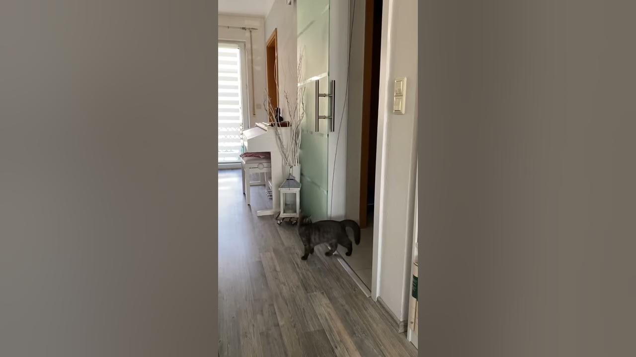 Video thumbnail for Josie spielt mit Katzenangel für den Türrahmen