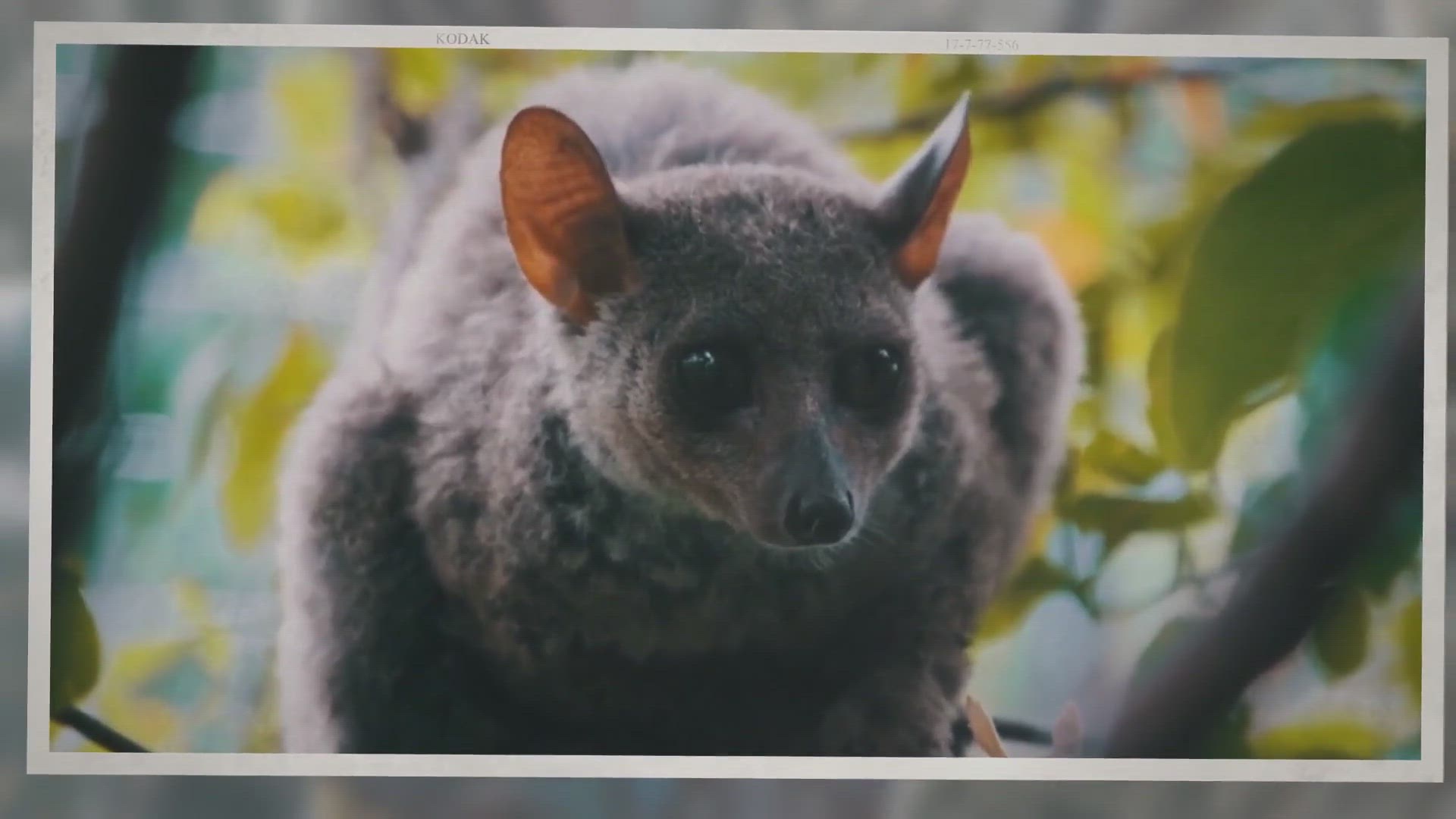 Video thumbnail for Galago