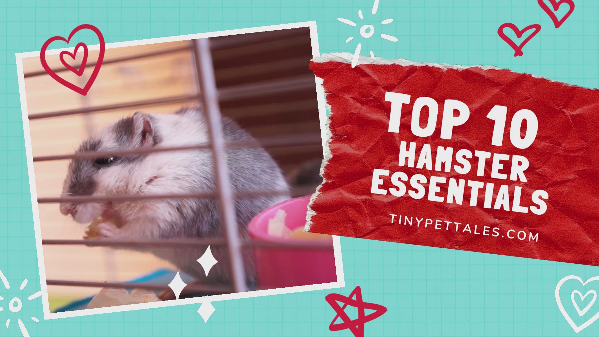 Video thumbnail for Hamster Essentials