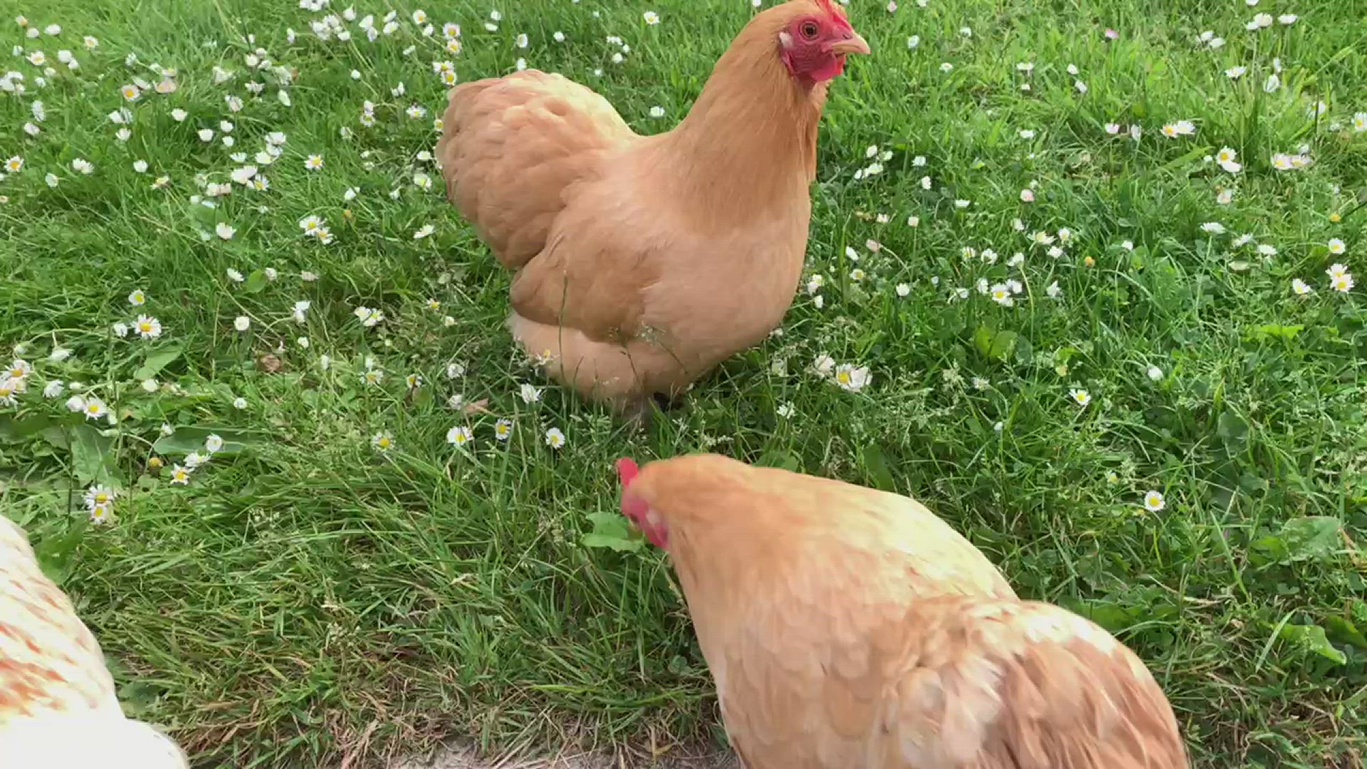 Video thumbnail for Buff bantams