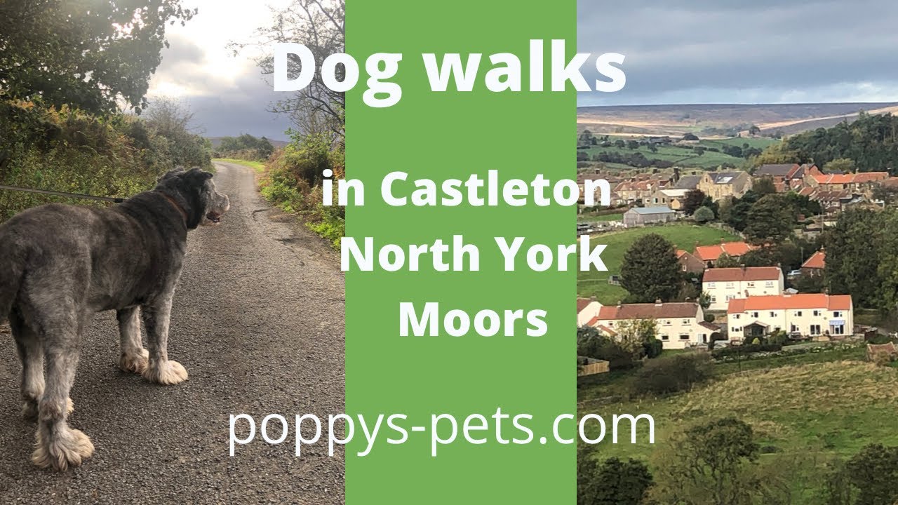 'Video thumbnail for North York Moors - Walking Trail with Dogs (suitable for senior dogs): Castleton Village &  Nearby'