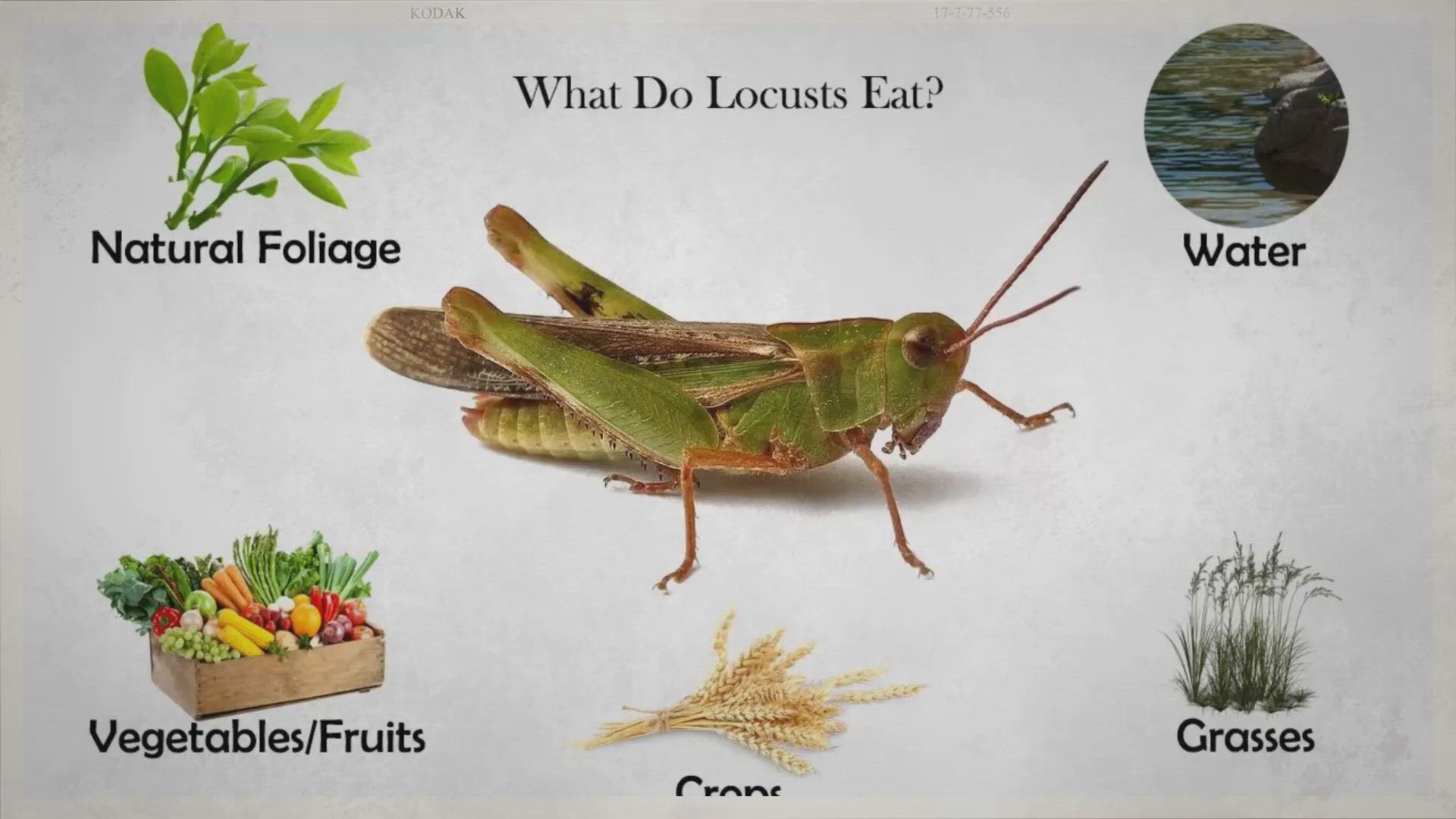 What Do Locusts Eat?