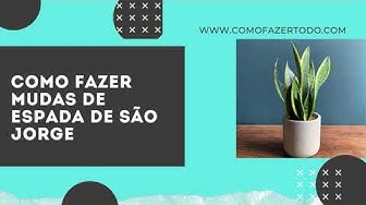 Video thumbnail for Como Fazer Muda de Espada de São Jorge na Agua - Muito Fácil ✅