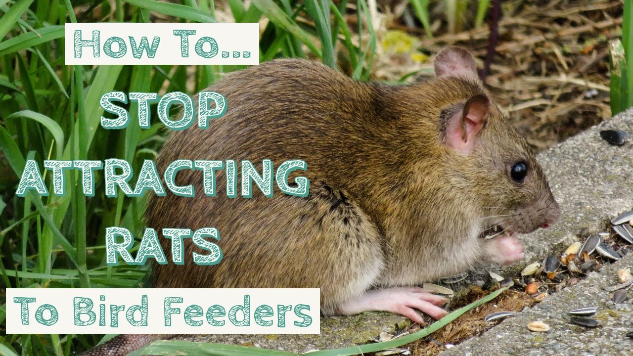Video thumbnail for How To Stop Attracting Rats To Bird Feeders