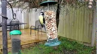 Video thumbnail for Great Tit on Bird Feeder