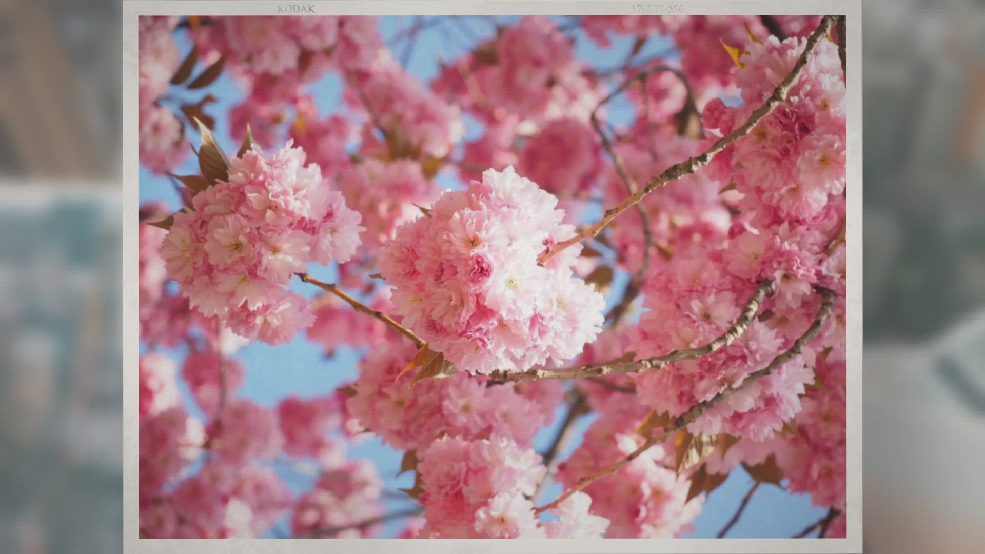 Video thumbnail for Why Are Cherries So Expensive?