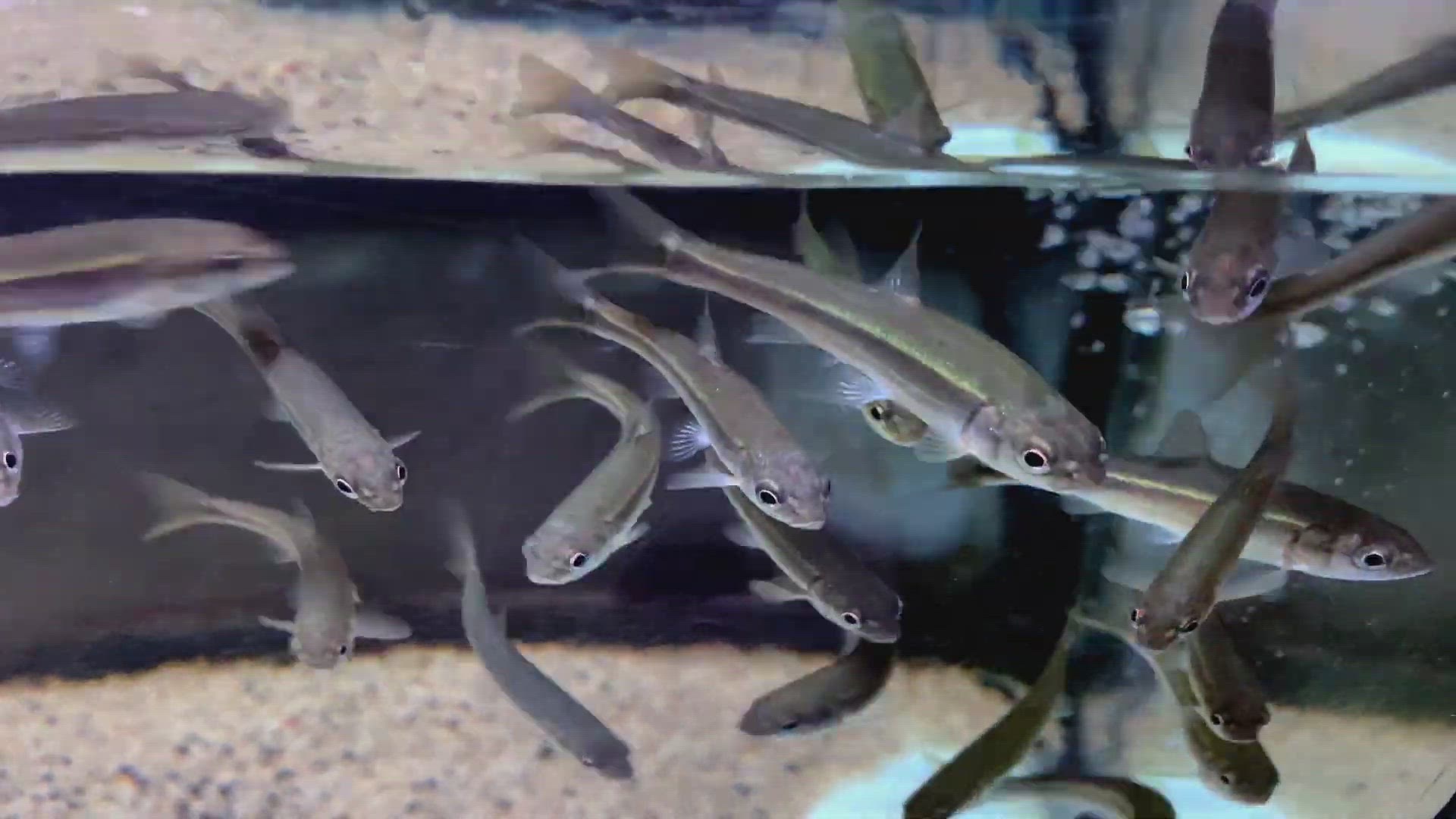 'Video thumbnail for Big-scaled redfin'