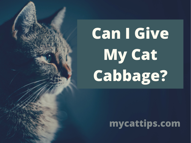 Video thumbnail for Can I Feed My Cat Cabbage?