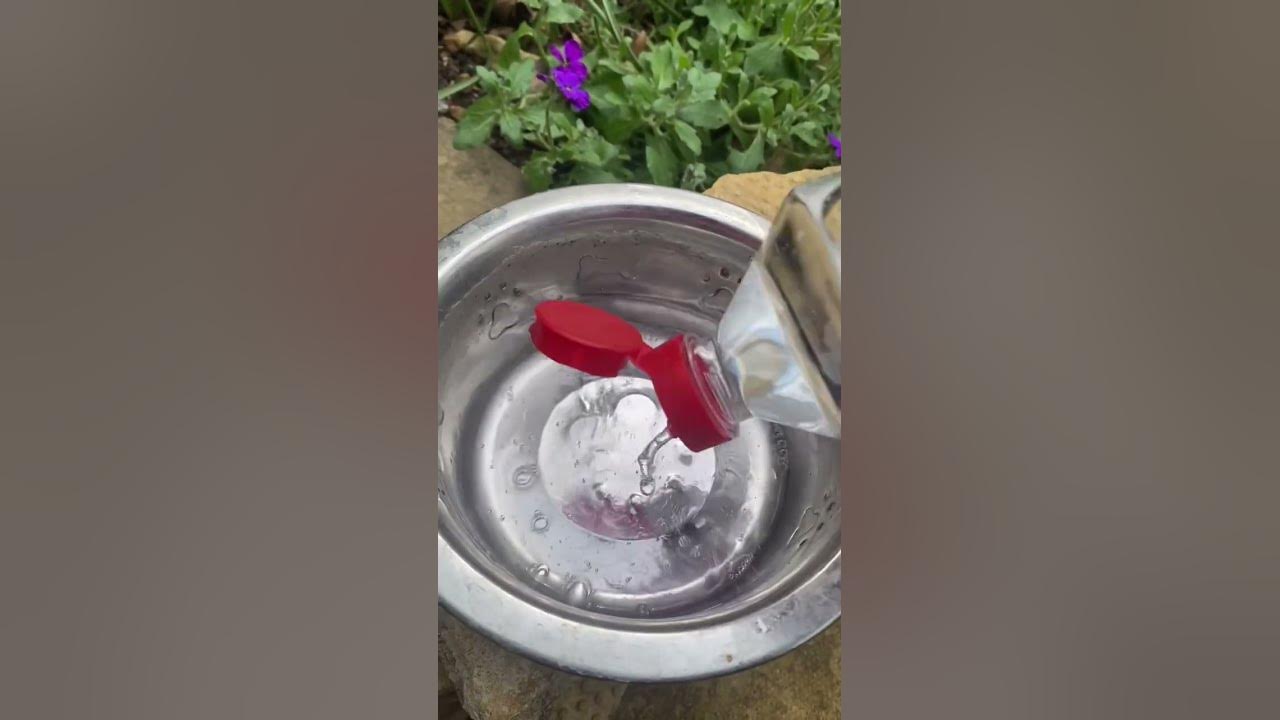 'Video thumbnail for #shorts: Fast Way of Removing Limescale from Your Pet's Stainless Steel Bowl'
