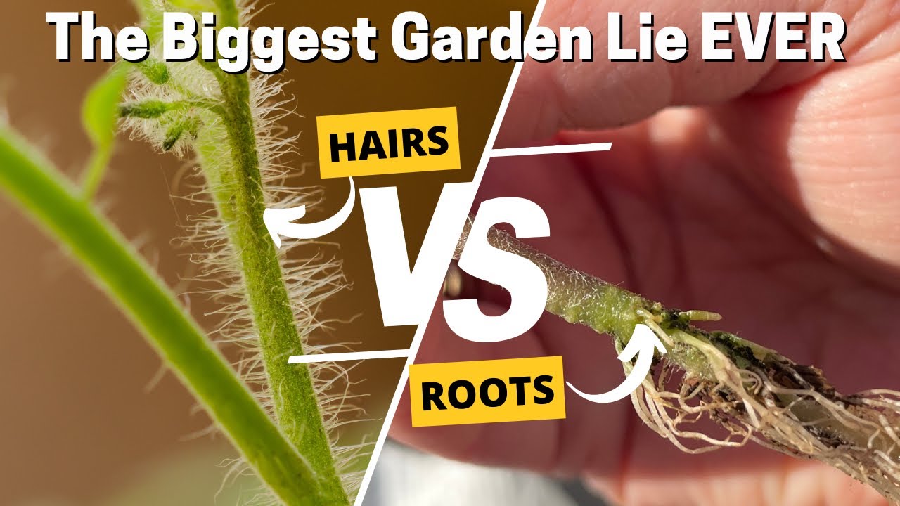 Video thumbnail for Tomato Hairs ARE NOT Roots. They Are Important In Other Ways Here Is The Science Behind Why! 🍅