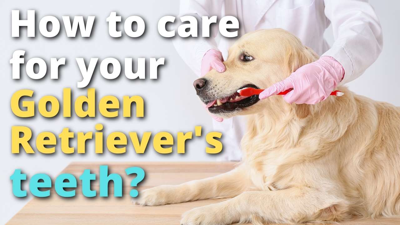 'Video thumbnail for How To Care For a Golden Retriever's Teeth'
