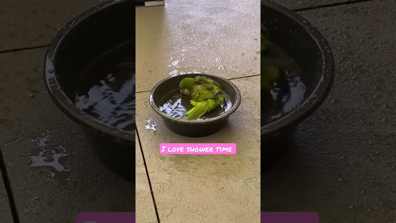 Video thumbnail for Quaker parrot get shower