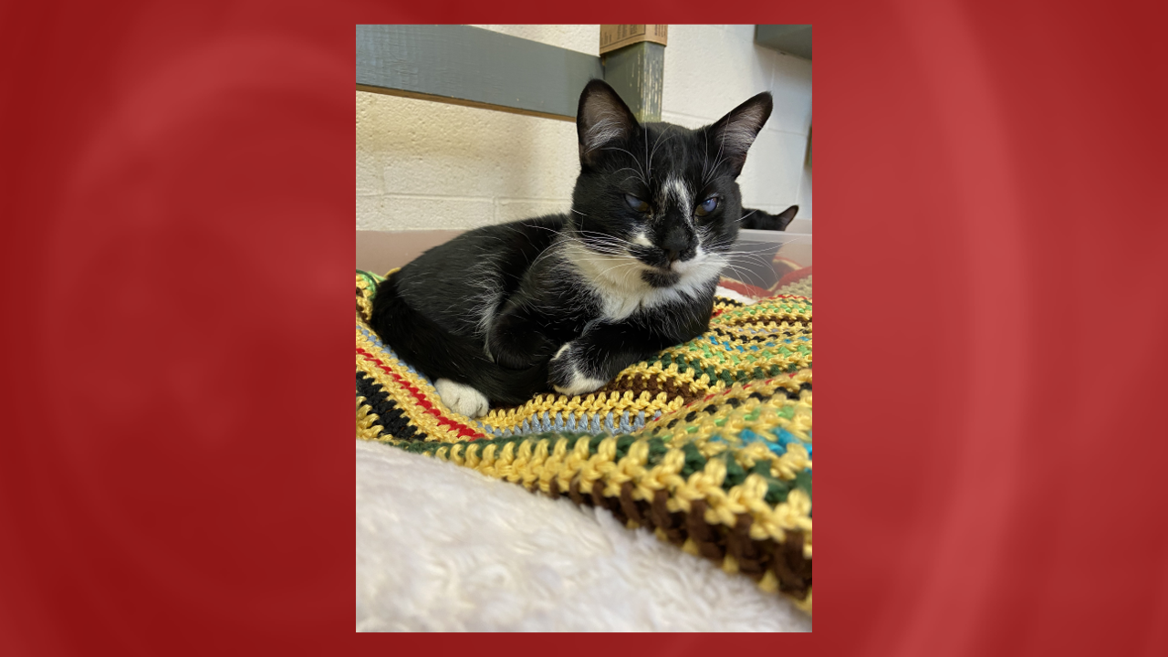 Video thumbnail for Pet of the Week 01/15/21