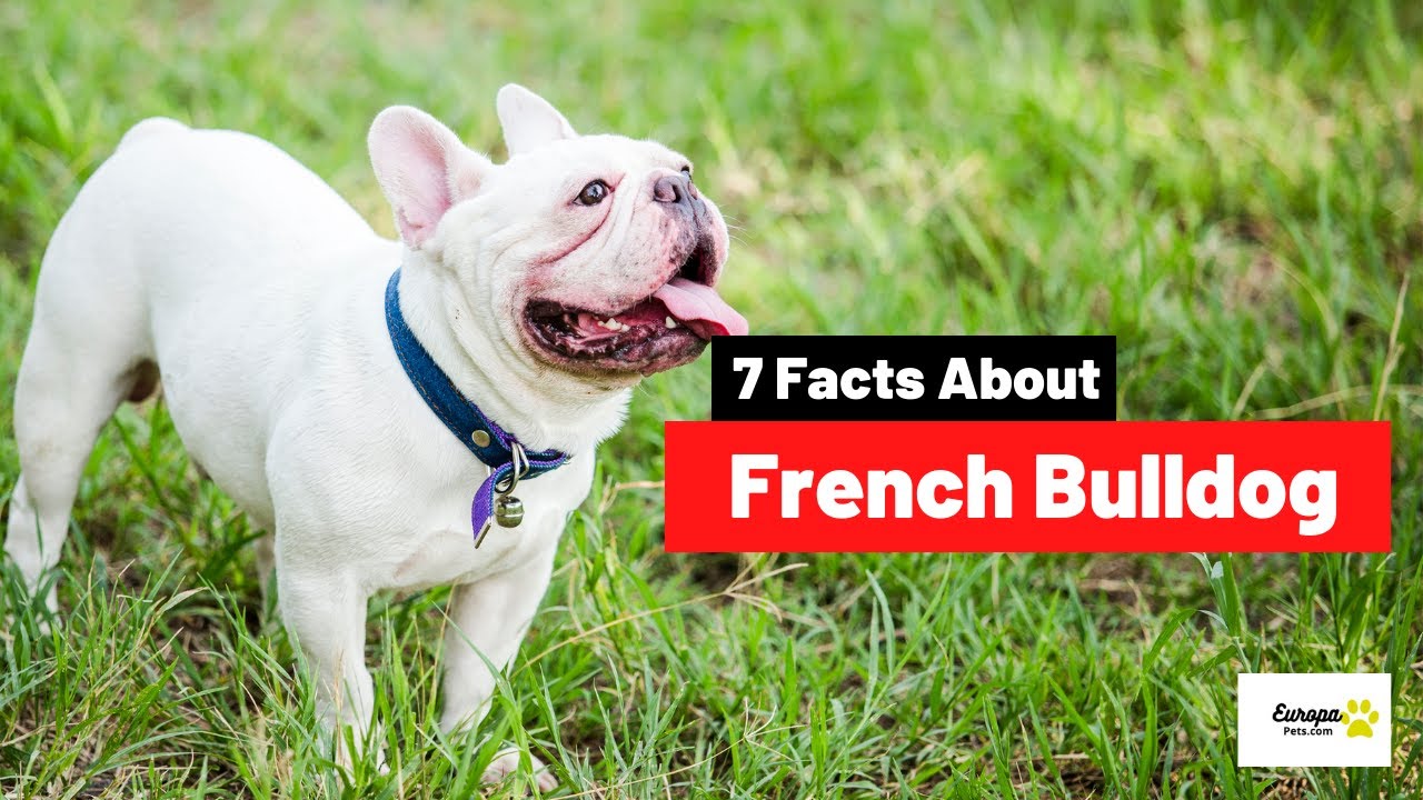 Video thumbnail for 7 Fun Facts About French Bulldog.